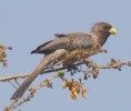 /album/photogallery/plantain-eater-marrakissa-jpg/